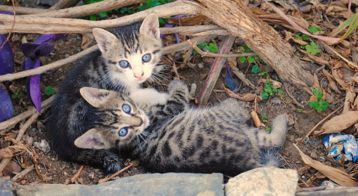 Non sempre i gattini randagi sono stati abbandonati: potrebbero attendere la loro mamma