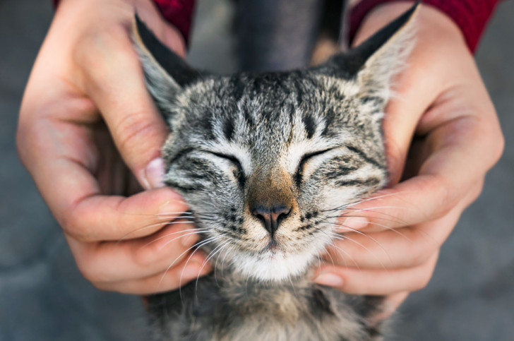 Due mani accarezzano le guance di un gattino grigio striato, che tiene gli occhi chiusi