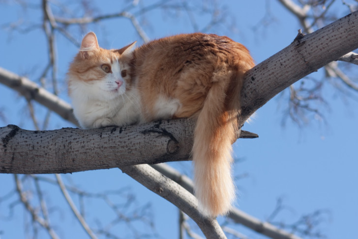 Gatto bianco e arancione disteso sul ramo di un albero