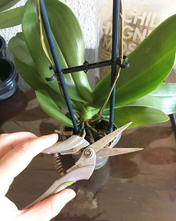 Preparing to prune a wilted orchid