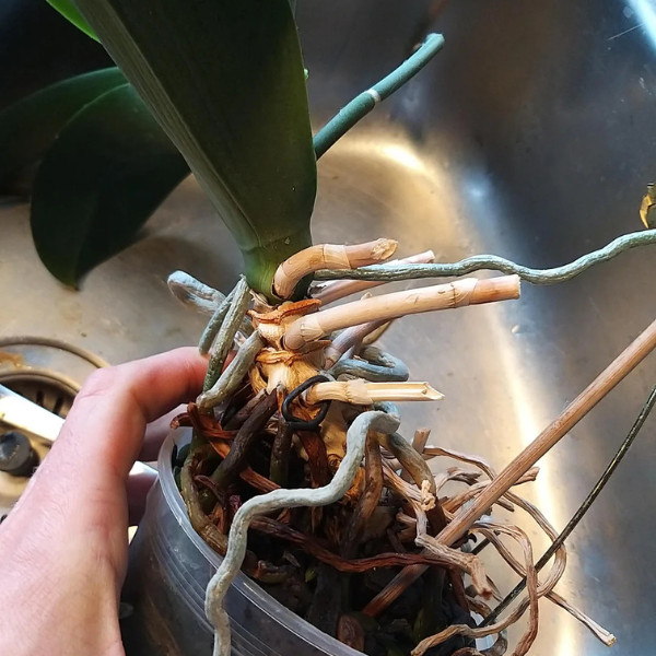 A person holding a potted orchid that has diseased roots