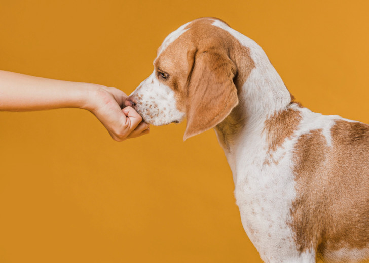 Un cane col muso appoggiato su una mano chiusa a pugno