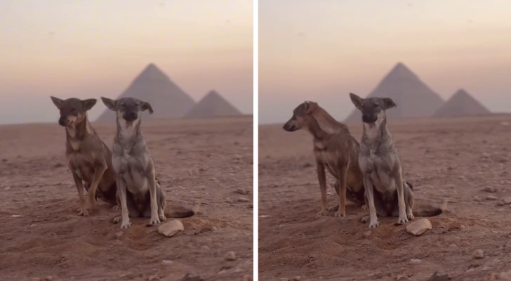 due cani seduti nei pressi delle piramidi di Giza