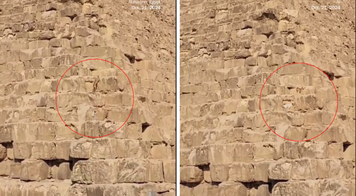 due cani che si arrampicano su una piramide a Giza