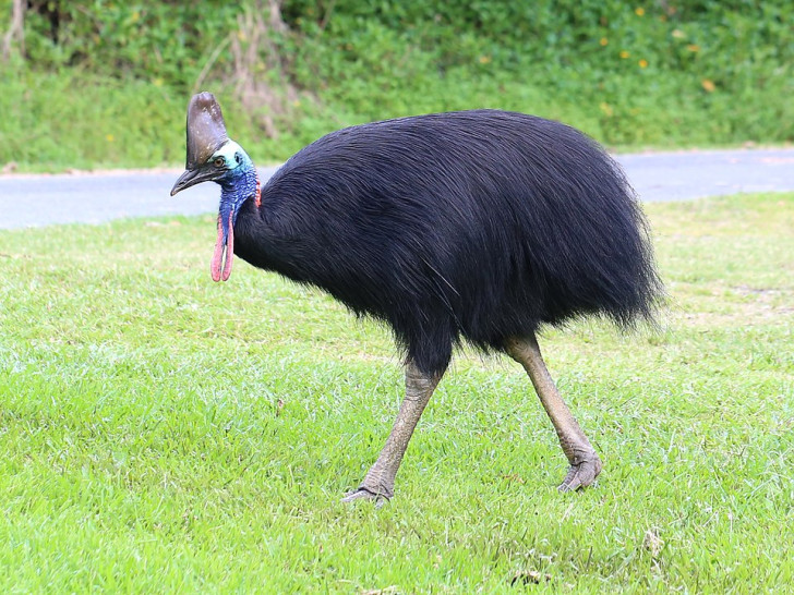 Un casuario meridionale adulto: l'uccello più pericoloso del mondo