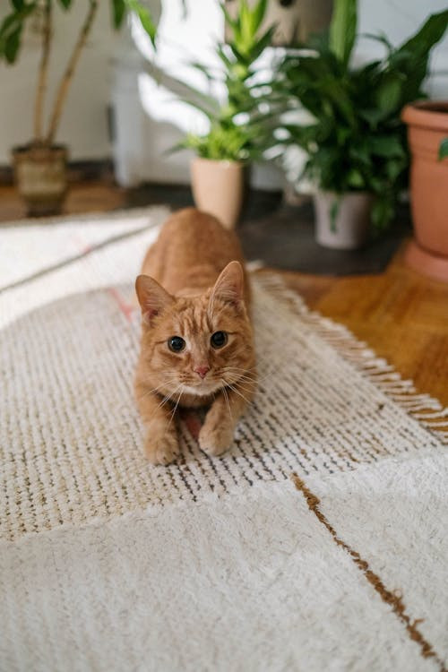 Un gatto rosso acquattato su un tappeto in casa