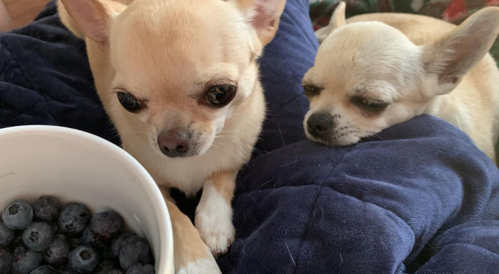 Due Chihuahua pronti per lo spuntino a base di mirtilli