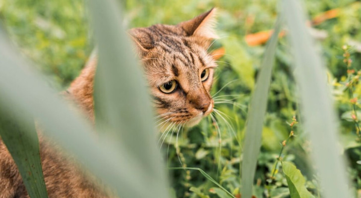 L'agguato è una componente essenziale della caccia, per i gatti