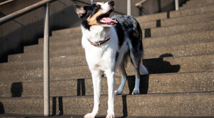 I cani possono avere paura delle scale per diverse ragioni, tutte importanti