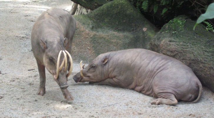 Due babirussa allo zoo di Singapore, con le caratteristiche zanne in primo piano