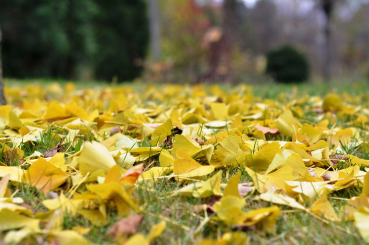 gingko leaf litter on a lawn