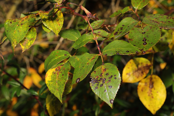 rose leaves blighted with black and yellow spots