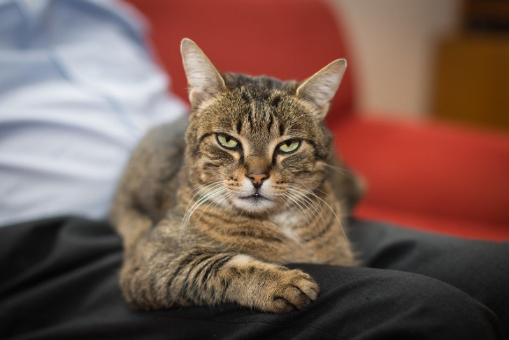 Un gatto accucciato in braccio a un uomo guarda fisso la fotocamera