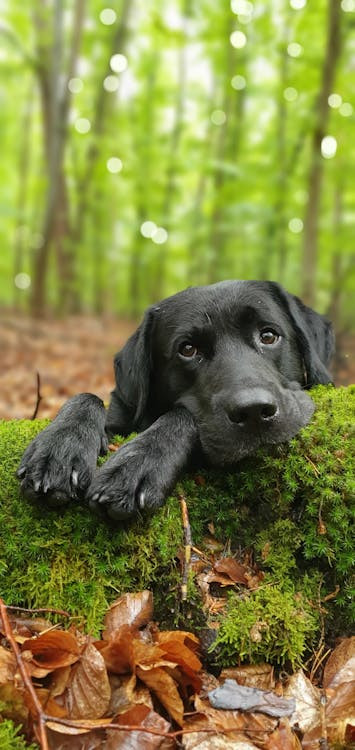 Un labrador nero con zampe e testa appoggiate a un tronco muschiato e lo sguardo affettuoso