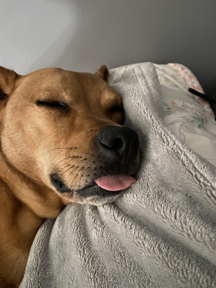 Un cane marrone a pelo corto con la testa appoggiata allo schienale di un divano mentre dorme con la lingua di fuori