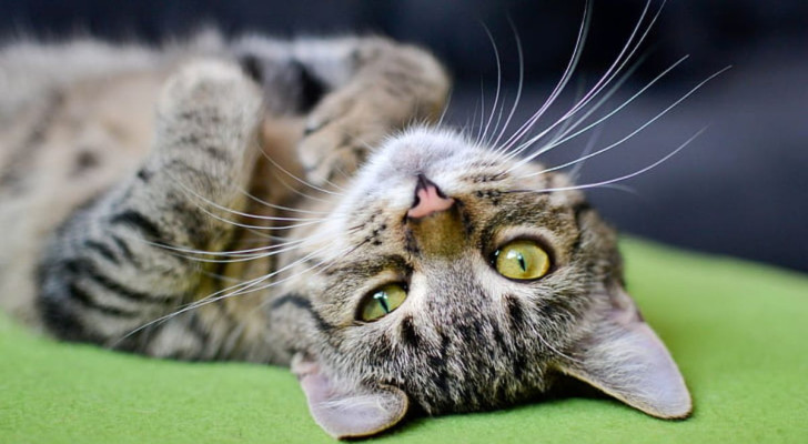 Anche se si sta rotolando, non è detto che un gatto voglia essere accarezzato