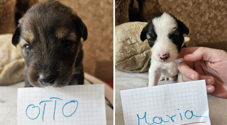 Due dei cagnolini della cucciolata di Bonnie