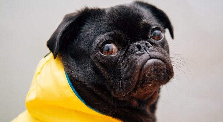 Un cane che sembra arrabbiato con il suo proprietario