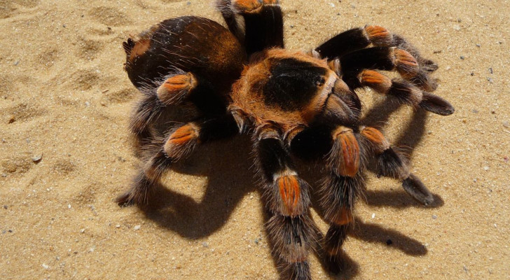 Ultima foto del test di aracnofobia: una tarantola rossa messicana nel deserto