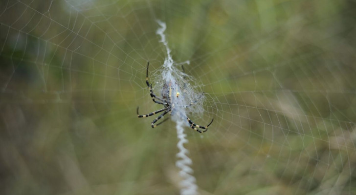 Foto n°1 del test di aracnofobia: un ragno si muove nella sua ragnatela