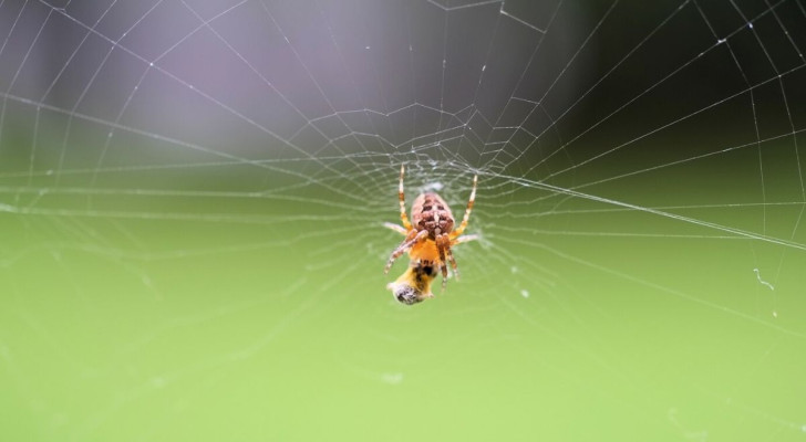 Foto n°5 del test di aracnofobia: un ragno intento a creare una ragnatela