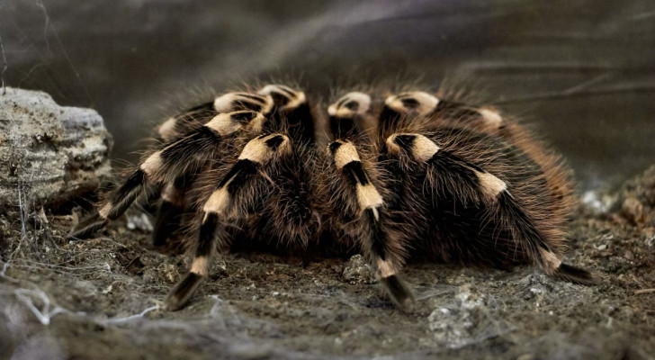 Foto n°6 del test di aracnofobia: una tarantola maculata