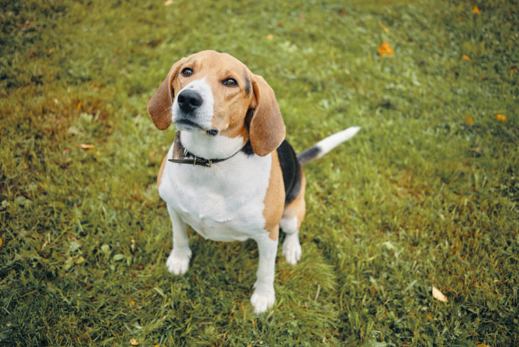 Un cane di razza beagle seduto sull'erba