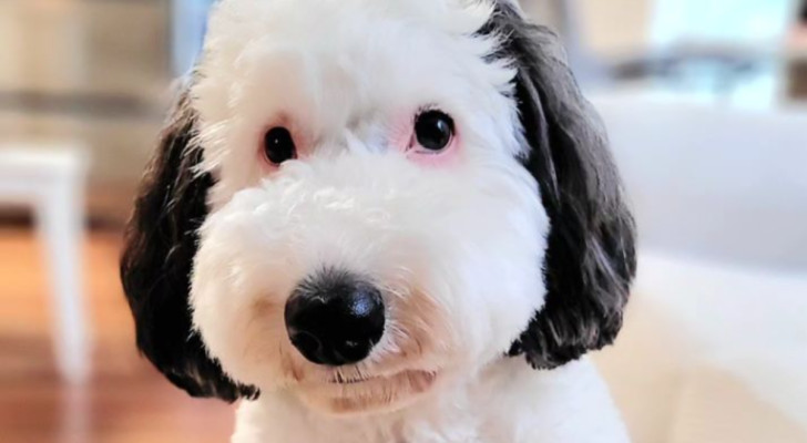 bayley.sheepadoodle