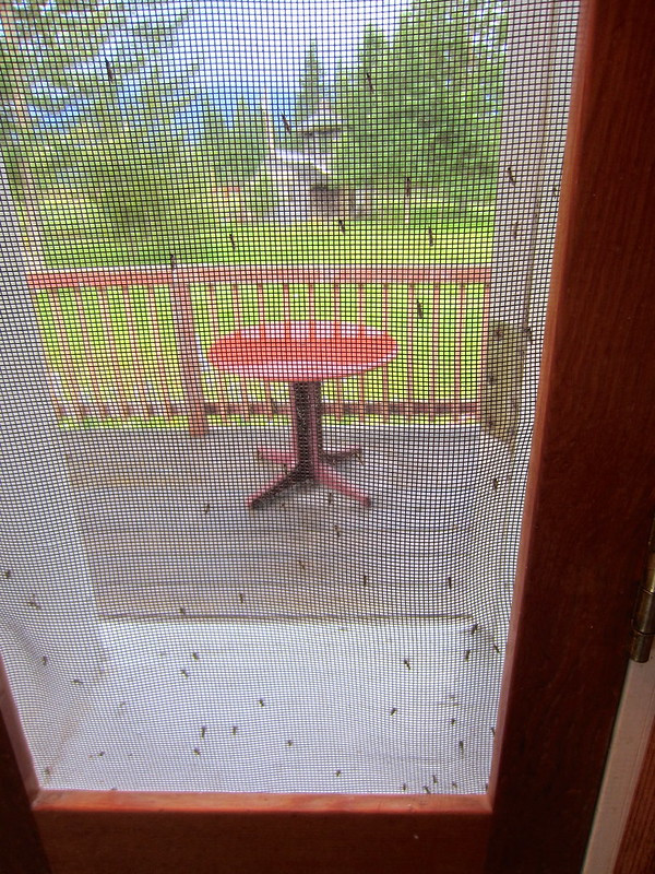 A mosquito net screen covered with small flies and midges