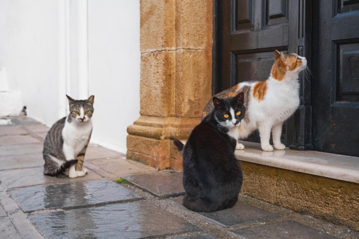 tre gatti fuori da un portone