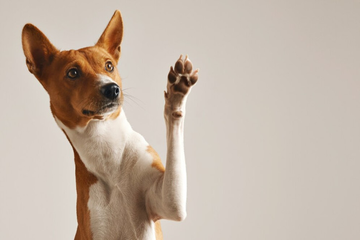 Un cane bianco e rosso con pelo corto e sguardo vispo che alza una zampa come per richiamare l'attenzione