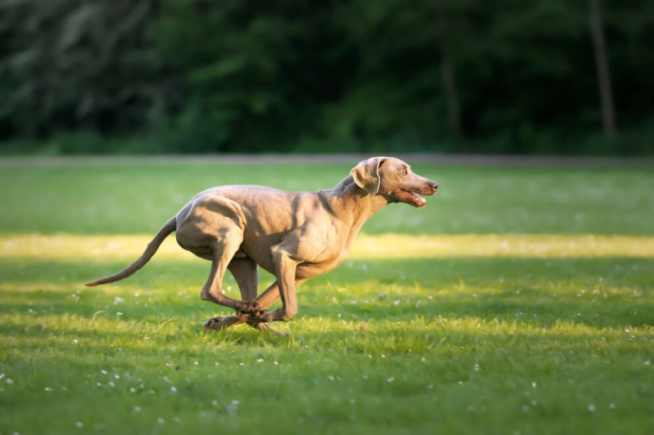 un cane Weimaraner che corre in un prato