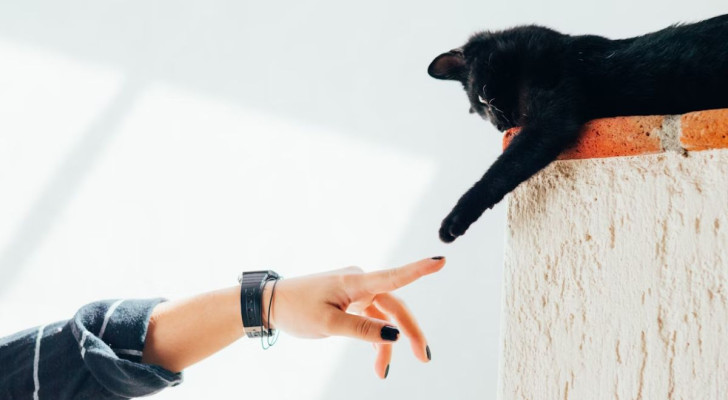 Un gatto nero e la sua umana che stanno per darsi la zampa