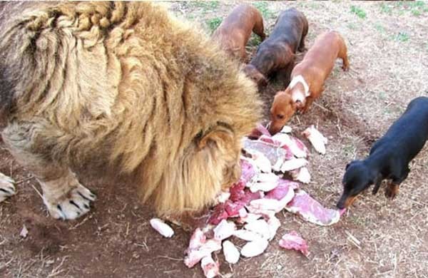 Quando il leone arrivò, subito i bassotti si resero conto che era speciale e iniziarono a coccolarlo e proteggerlo.
