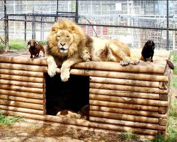 Gli operatori del centro riportano che addirittura i cani sono soliti dormire ogni notte SOPRA il leone...