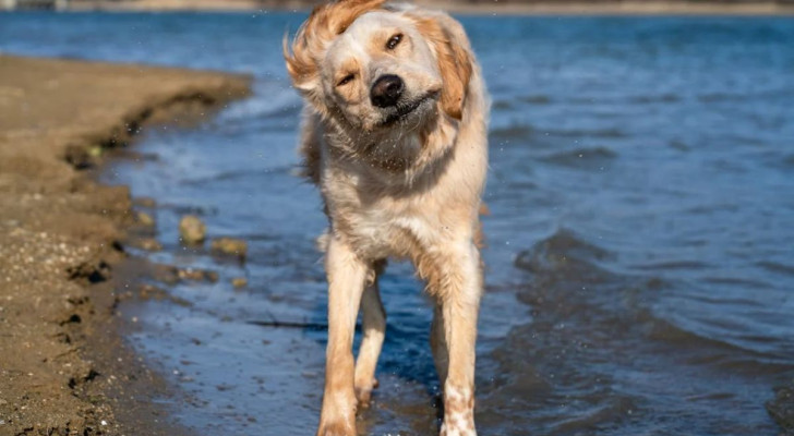 Cane che si scrolla di dosso l'acqua dopo un bagno