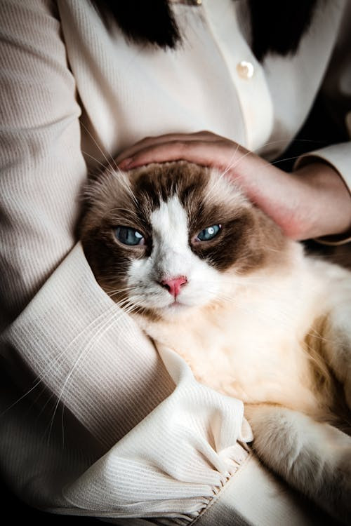 Un gatto dagli occhi azzurri mentre viene accarezzato in testa dalla donna che lo tiene in braccio