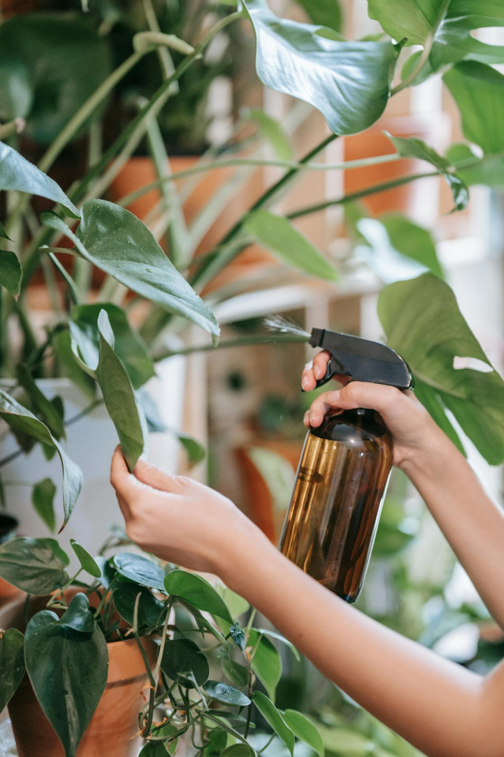 Une personne arrose une plante avec un spray