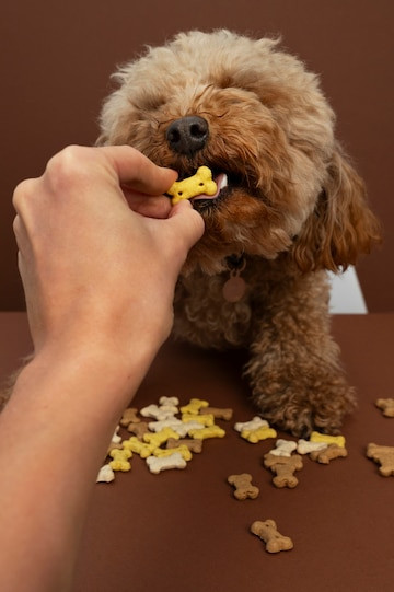 barboncino cavalier king che mangia un biscottino che gli viene porto mentre tiene le zampe appoggiate a un tavolo pieno di altri biscottini per cani