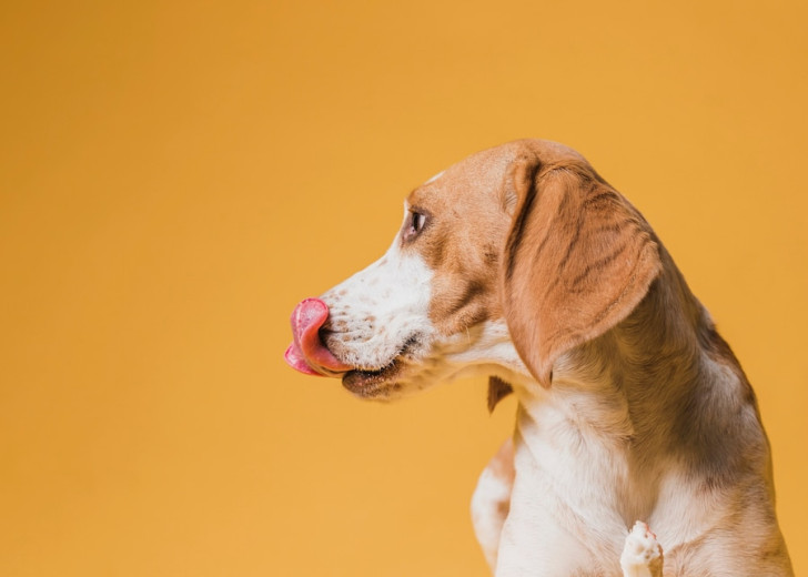 un cane a pelo corto bianco con macchie marroni che si lecca i baffi, visto di profilo su uno sfondo giallo scuro