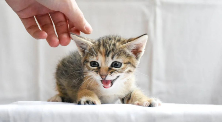 Un gattino può mordere anche per frustrazione e stress