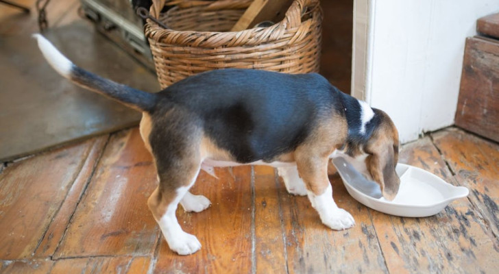 Un cane che cerca cibo in una ciotola vuota