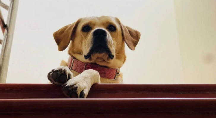 Cane che aspetta in cima alle scale