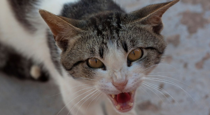 Gatto aggressivo sta per scappare