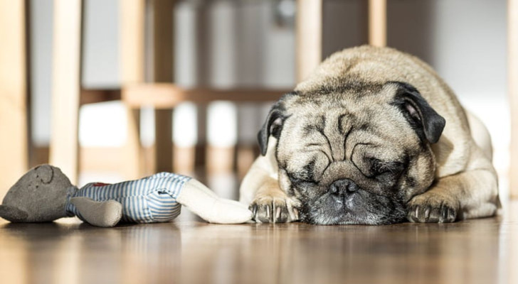 Un cane dorme sul pavimento, con accanto il suo giocattolo preferito