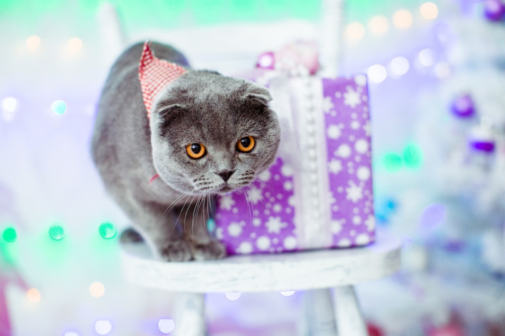 uno scottish fold grigio su uno sgabello sul quale è poggiato un pacco regalo