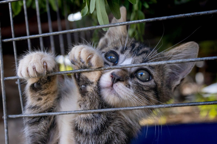 un gattino grigio striato che si aggrappa alle sbarre di una gabbietta