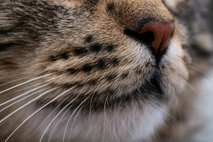 Primo piano ravvicinato e laterale del muso di un gatto all'altezza dei baffi