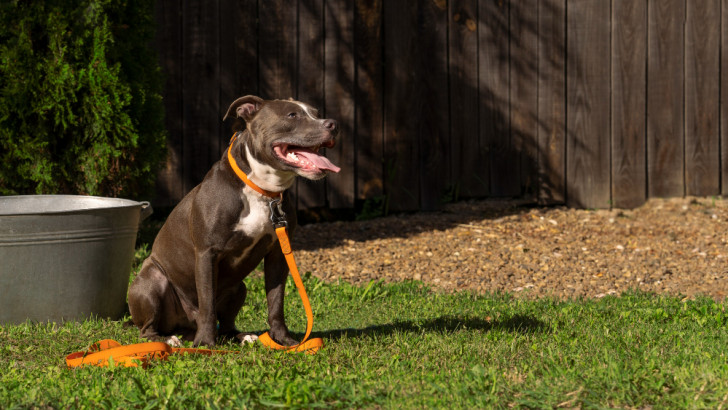 Cane seduto in un giardino con collare e guinzaglio