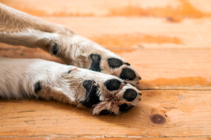 Zampe anteriori di un cane sdraiato su pavimento in legno